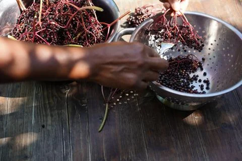 Bunch of elderberries are stripped off by running a kitchen fork through it. Stock-Fotos