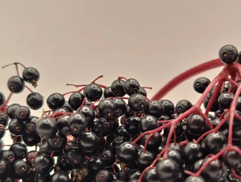 A bunch of elderberries on a white background, macro photography Foto stock