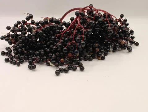 A bunch of elderberries on a white background Stock Photos