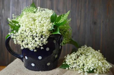Bunch of elderflower in the jug Stock Photos