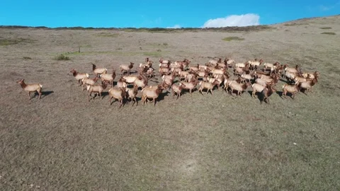 Bunch of Elk on hill 스톡 동영상 137429604
