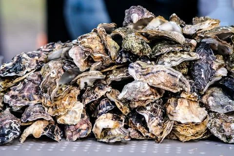 Bunch of empty marine oyster shells on the counter. Selective focus Stock Photos