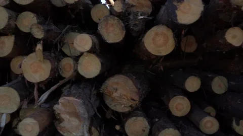 A bunch of felled tree trunks in motion Stock Footage 140722560