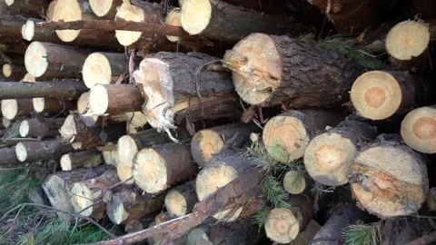 A bunch of felled tree trunks in motion Stock Footage 140774339