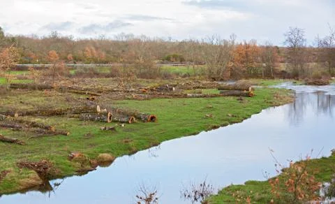 Bunch of felled trees Stock Photos