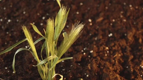 A bunch of field green spikelets grows out of the ground. Spring fun footage Stock Footage 241667612