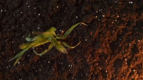A bunch of field green spikelets grows out of the ground. Spring fun footage Stock Footage 241668121