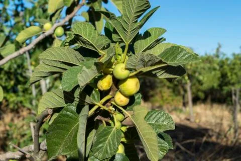 Bunch of figs on the fig tree Stock Photos