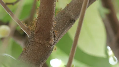 A bunch of fire ants on a branch of a tree trunk. Stock Footage 139376449