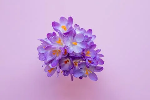 Bunch of first spring flowers crocuses or saffron on a pink background Foto stock