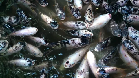 Bunch of fish that are in some water Stock Footage 330760592