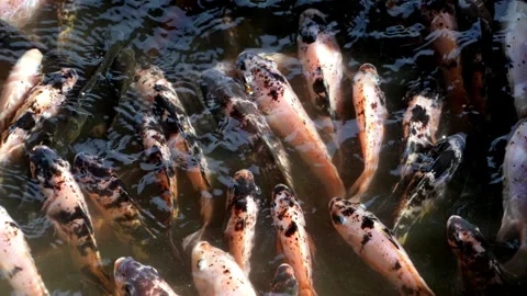 Bunch of fish that are in the water 스톡 동영상 330760605