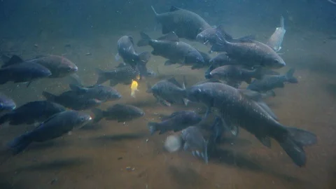 Bunch of fish common carp (Cyprinus carpio) in slow water. Stock Footage 88089670