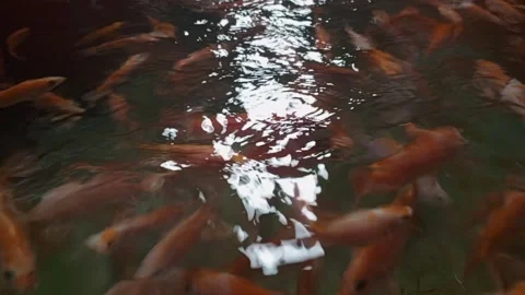 A bunch of fish Stock Footage 310970802