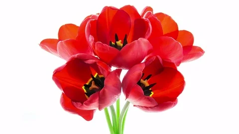 Bunch of five red tulip flowers blooming timelapse Stock Footage 75550747