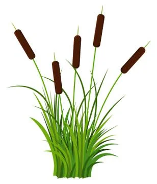 Bunch of five reed stems with leaves plant with grass vector Stock Illustration