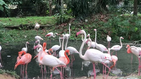 A bunch of flamingo during daylight Stock Footage 155003024