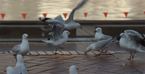 Bunch of flapping seagulls by the waters edge Stock Footage 99216639
