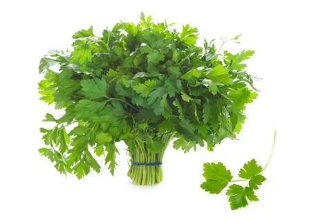 Bunch of flat leaf parsley isolated on a white background Stock Photos