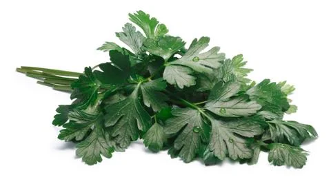 Bunch of flat-leaved parsley, paths Stock Photos