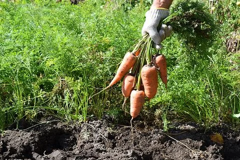 A bunch of flogging in hand. Stock Photos