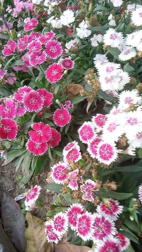 A bunch of flower Stock Footage 268948317