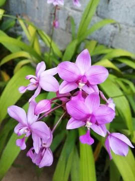 Bunch of flower Stock Photos