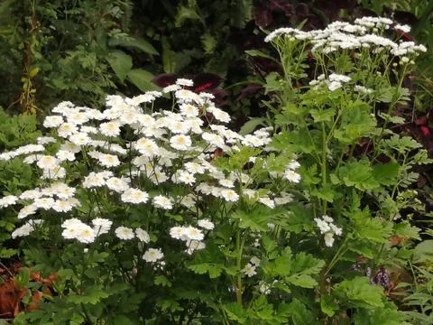 Bunch of flower Stock Photos