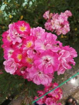 Bunch of flower Stock Photos