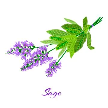 	Bunch of flowering sage.  Stock Illustration