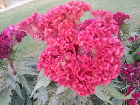 Bunch of flowers 2 Stock Photos