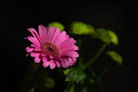 Bunch of flowers - Asteraceae Stock Photos