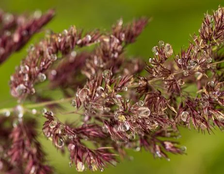 A bunch of flowers with dew on them Stock Photos