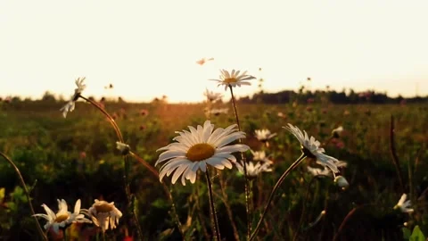 A bunch of flowers on a field at sunset Stock Footage 159200547