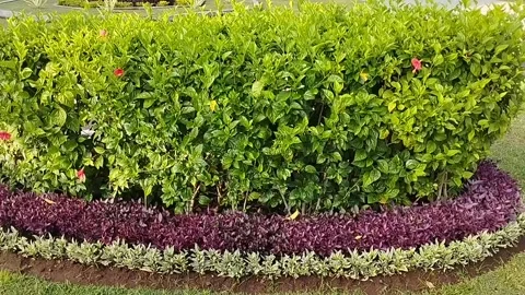 Bunch of flowers in the garden Stock Footage 217357832