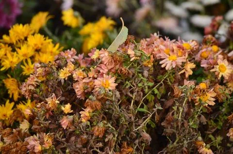 A bunch of flowers with a green bug on it. Foto stock