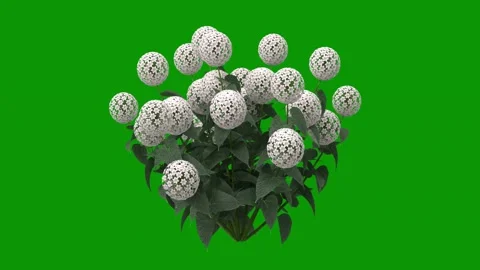 Bunch flowers green screen animated chromakey elements emotion scene movement Stock Footage 314068044