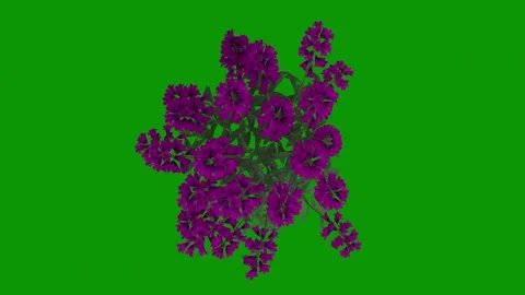 Bunch flowers green screen animated chromakey colorful style illustration Stockbeeldmateriaal 314068061