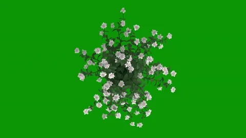 Bunch flowers green screen animated chromakey colorful emotion backgrounds Stock Footage 314068071