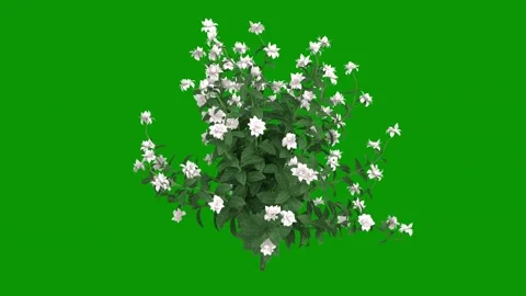 Bunch flowers green screen animated chromakey creative motion illustration Видео 314068072