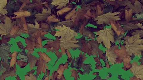 Bunch of flowers on it falling leaves lot flying in the air an image ground Stock Footage 336893855