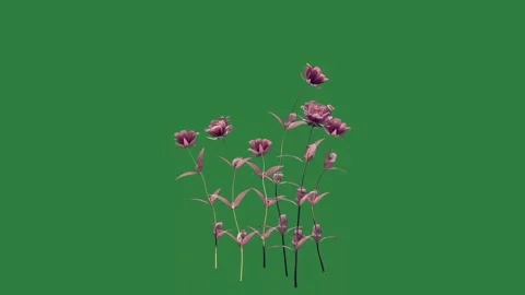 Bunch of flowers on it rocks some isolated on green screen background Video stock 336856151