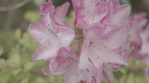Bunch of Flowers with Movement Stock Footage 164680566