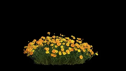 A bunch of flowers or flower bush with blowing wind seamless loop Stock Footage 125395673