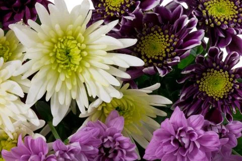 Bunch of flowers Stock Photos