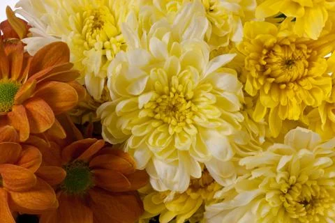 Bunch of flowers Stock Photos