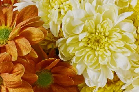 Bunch of flowers Stock Photos