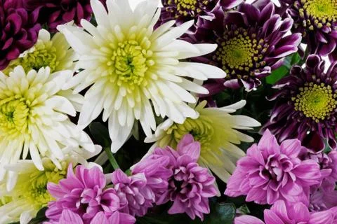 Bunch of flowers Stock Photos