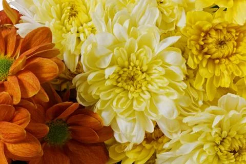 Bunch of flowers Stock Photos