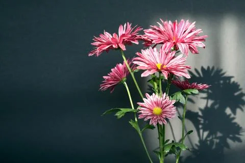 Bunch of flowers Stock Photos